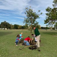 planting tree