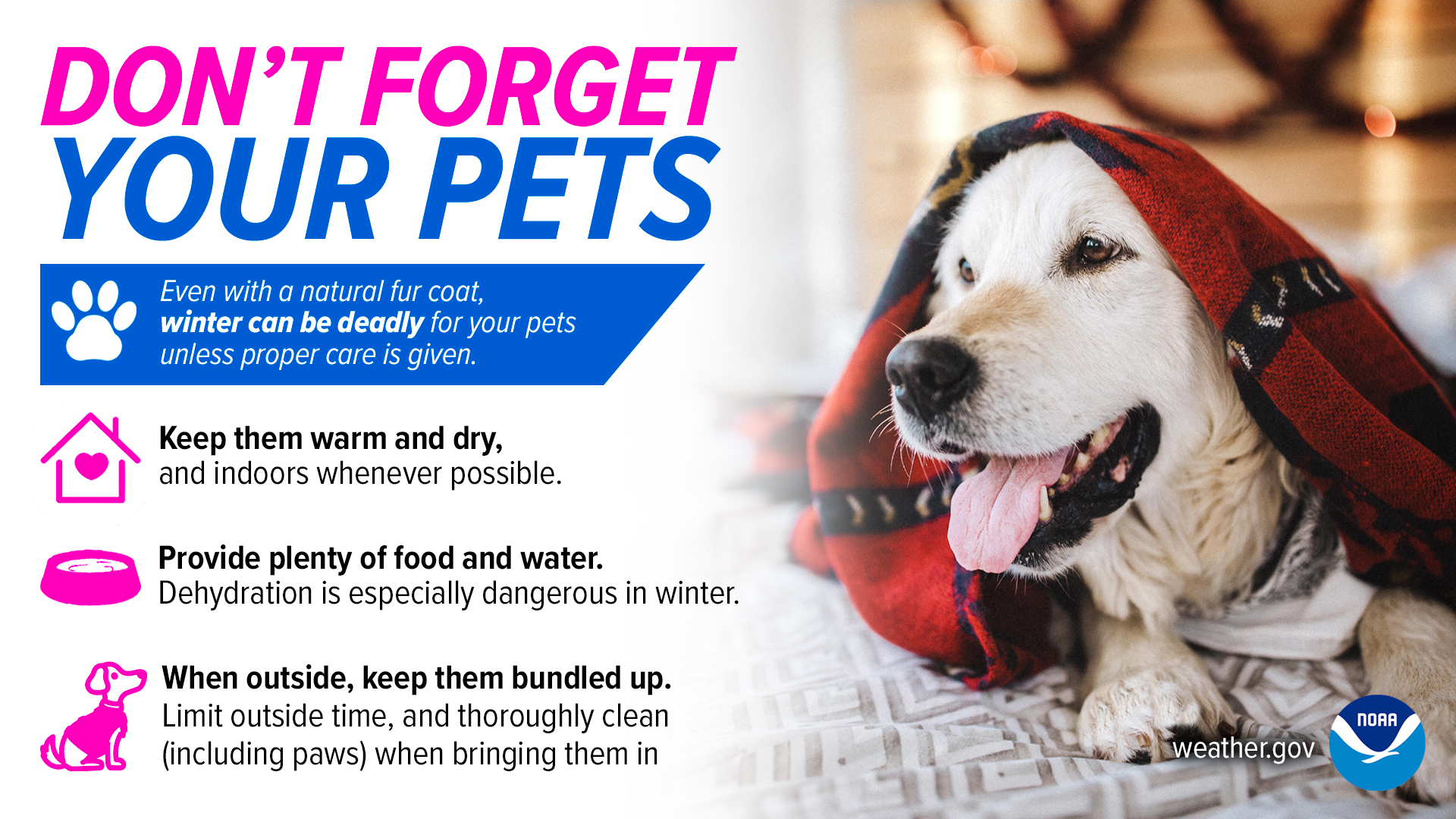 Pet Safety
